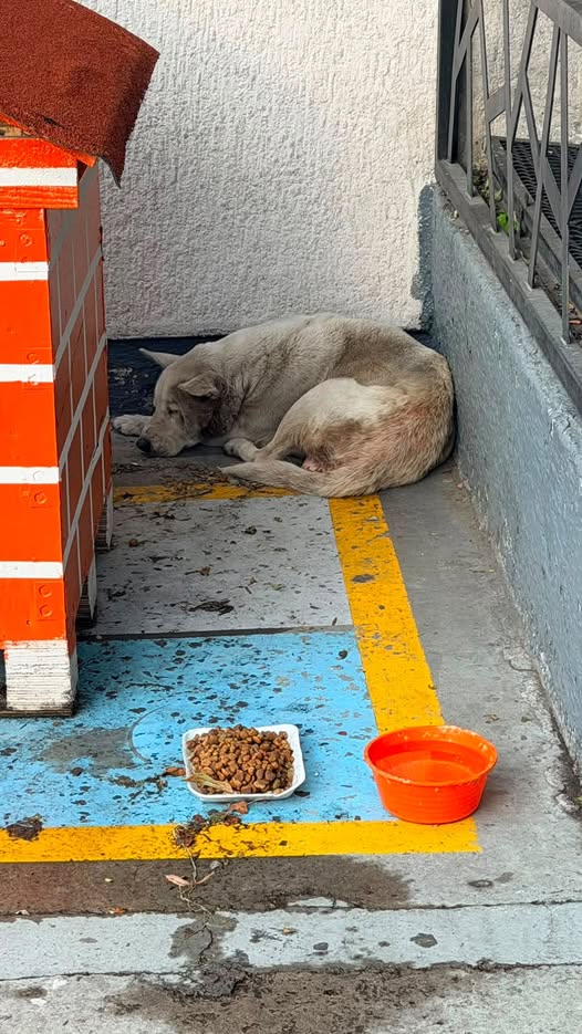 Foto del avistamiento de perro