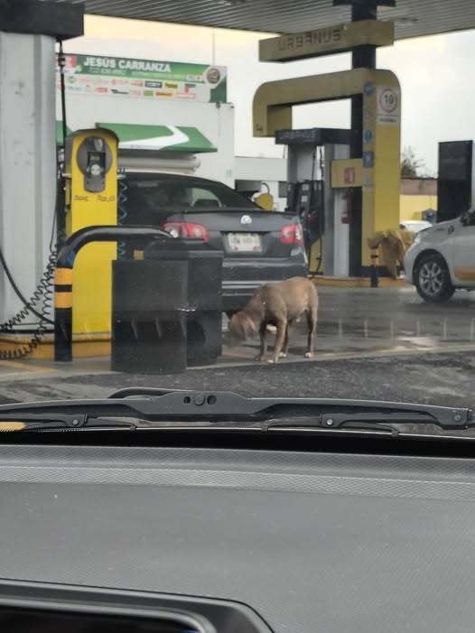 Dog sighting photo
