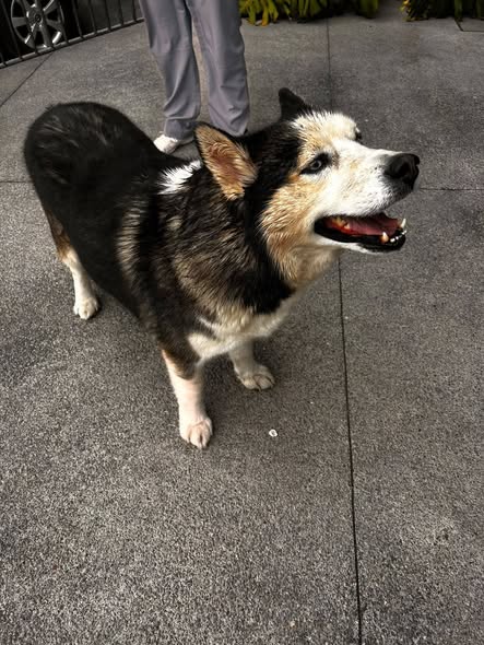 Foto del avistamiento de perro