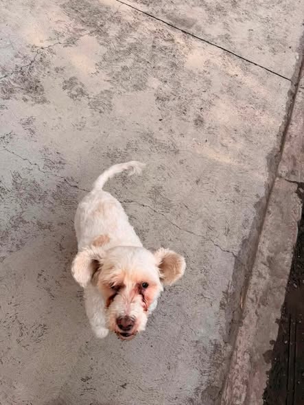 Foto del avistamiento de perro