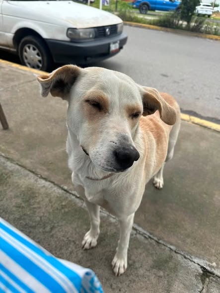 Foto del avistamiento de perro