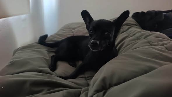 Foto del avistamiento de perro
