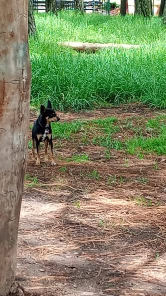 Dog sighting photo
