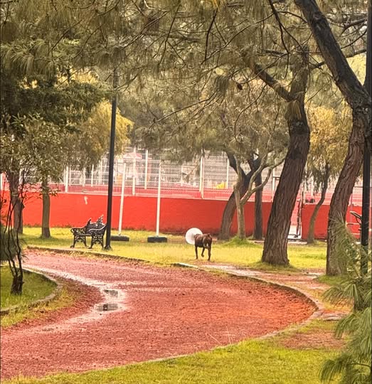 Dog sighting photo