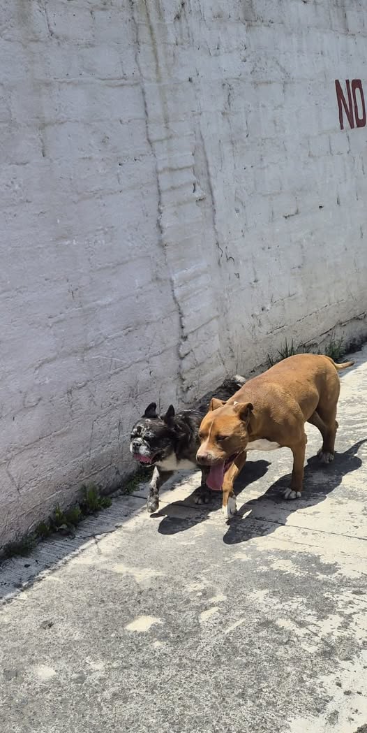 Foto del avistamiento de perro