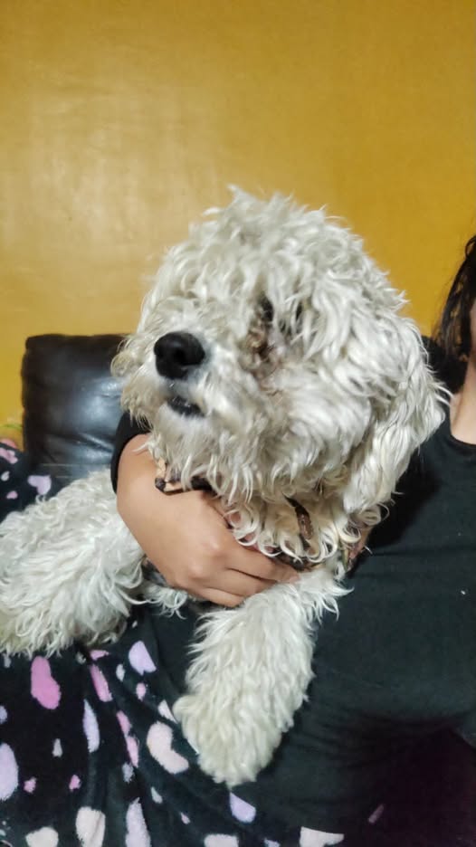 Foto del avistamiento de perro