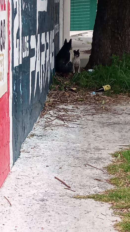 Foto del avistamiento de perro
