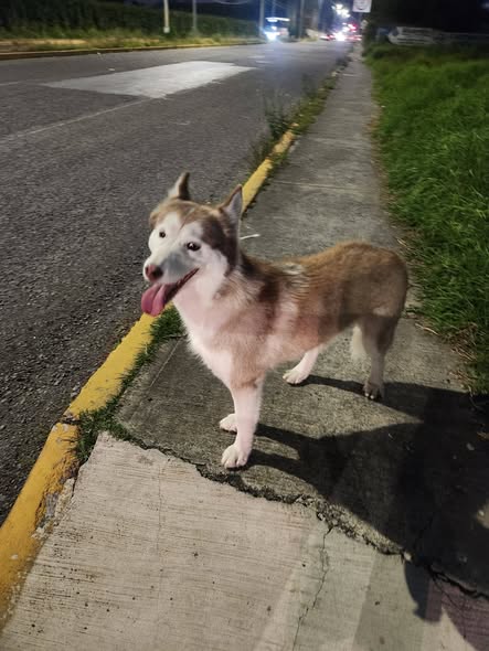 Dog sighting photo