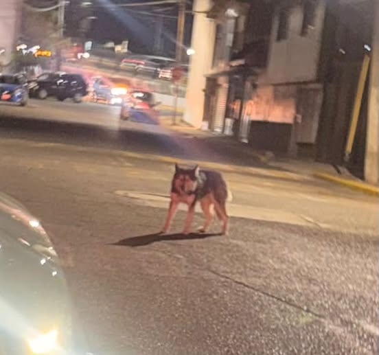 Dog sighting photo