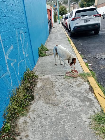 Dog sighting photo