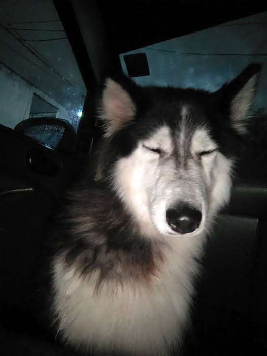 Foto del avistamiento de perro