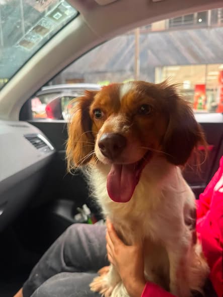 Dog sighting photo