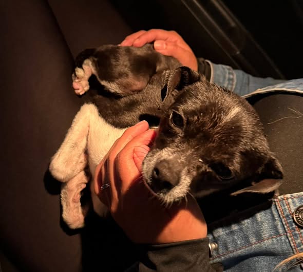 Foto del avistamiento de perro