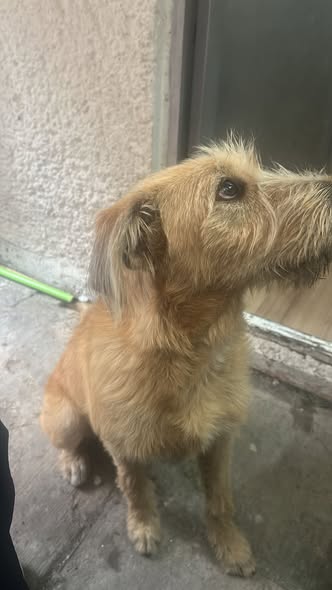 Foto del avistamiento de perro
