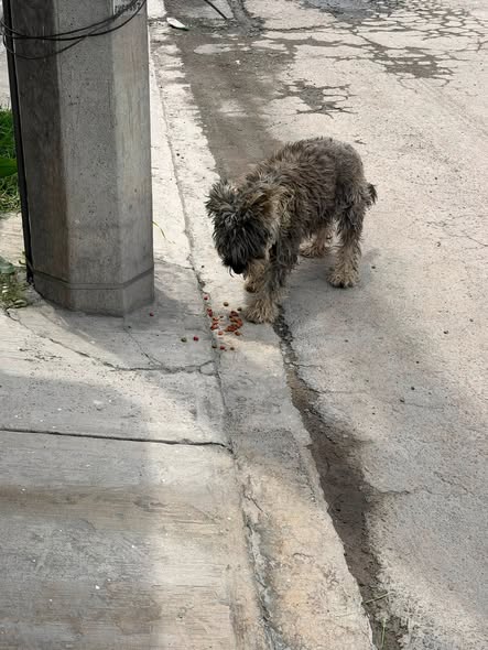 Foto del avistamiento de perro