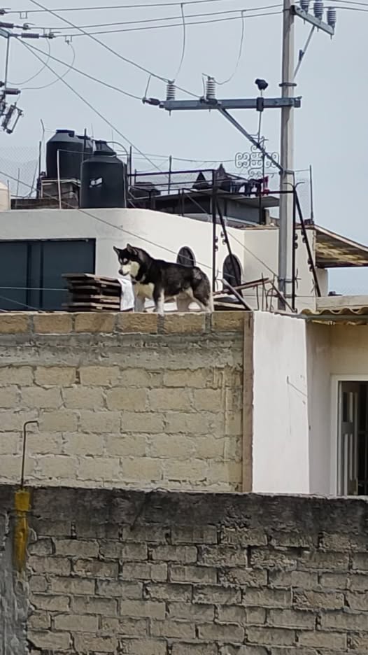 Foto del avistamiento de perro