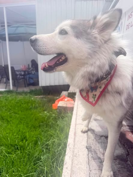 Foto del avistamiento de perro