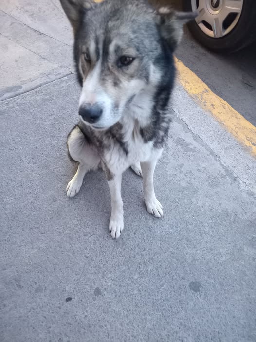 Dog sighting photo