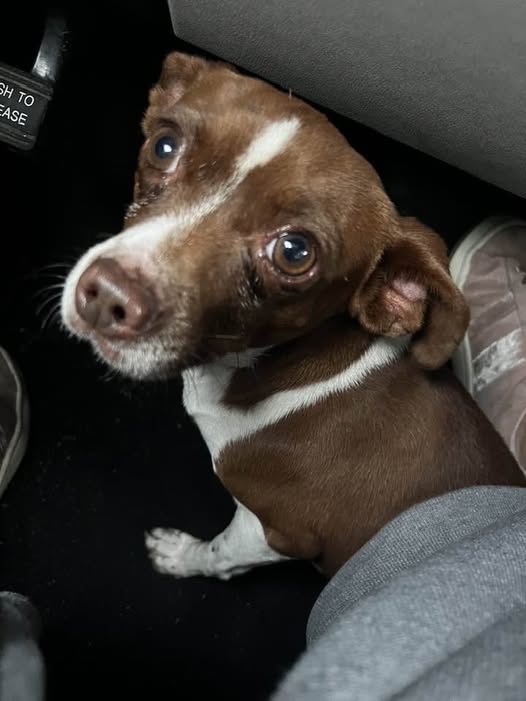 Dog sighting photo