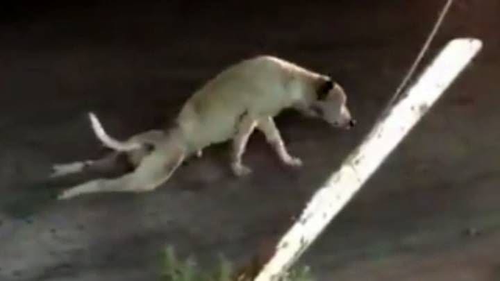 Foto del avistamiento de perro