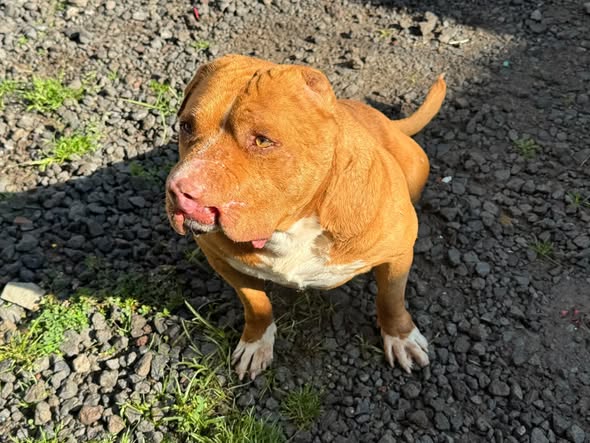 Dog sighting photo