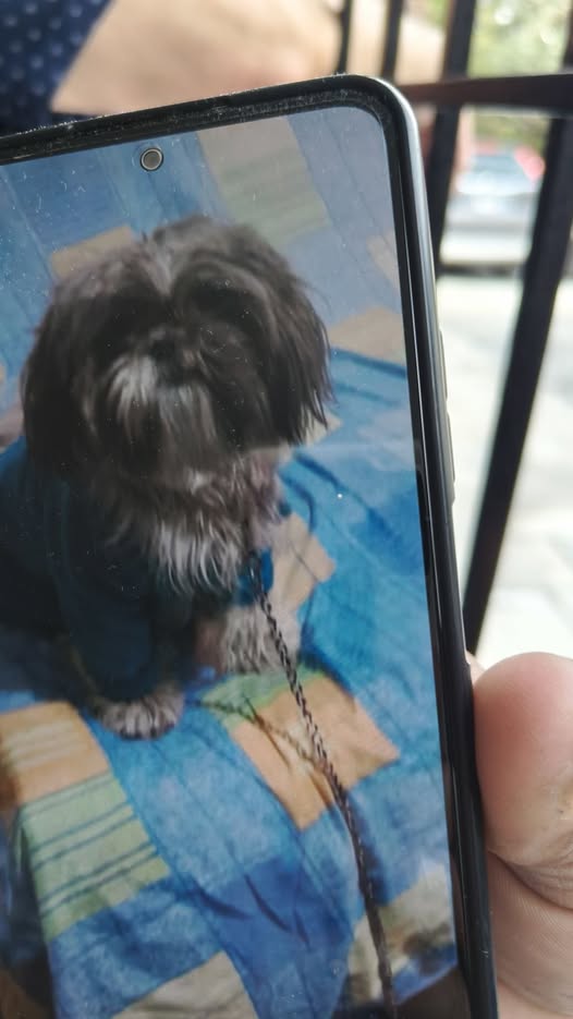 Dog sighting