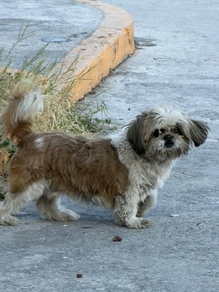 Dog sighting