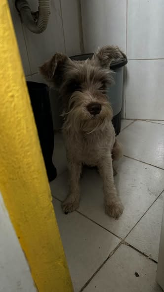 Foto del avistamiento de perro