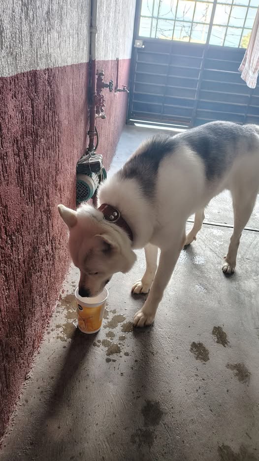 Foto del avistamiento de perro