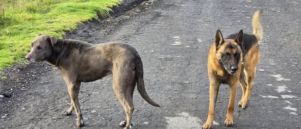 Foto del avistamiento de perro
