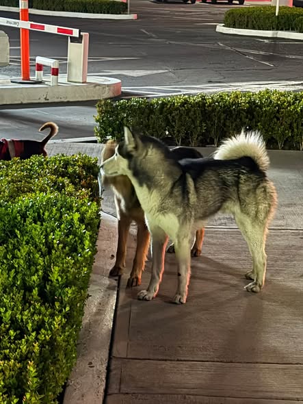 Dog sighting photo