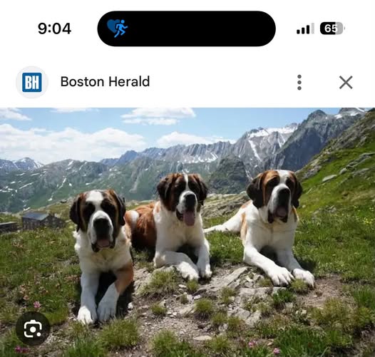 Dog sighting photo