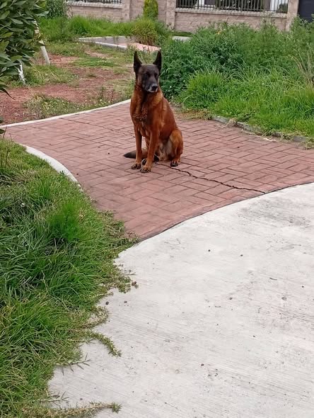 Foto del avistamiento de perro