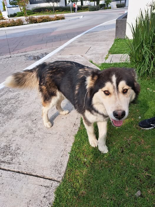 Foto del avistamiento de perro