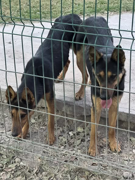 Foto del avistamiento de perro