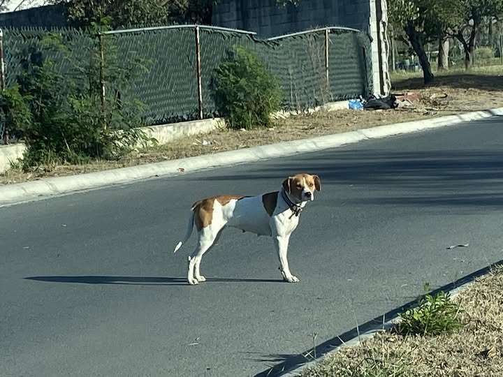 Foto del avistamiento de perro