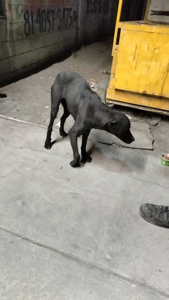 Foto del avistamiento de perro