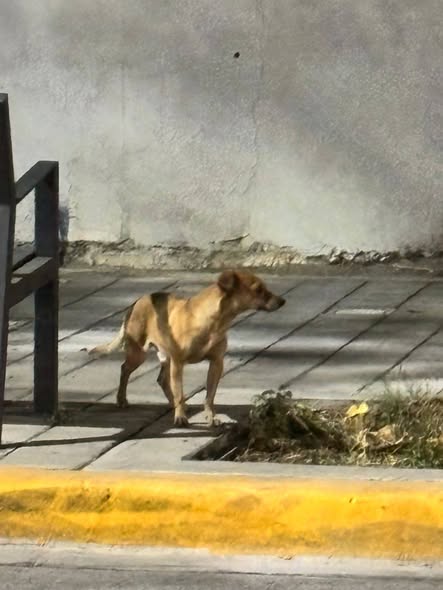 Foto del avistamiento de perro