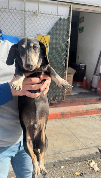 Foto del avistamiento de perro