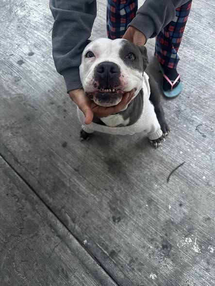 Foto del avistamiento de perro