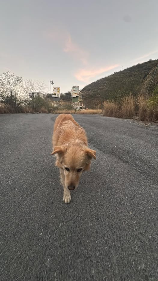 Foto del avistamiento de perro