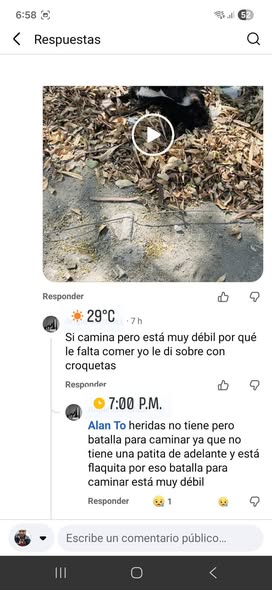 Foto del avistamiento de perro