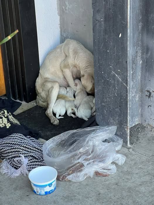 Dog sighting photo