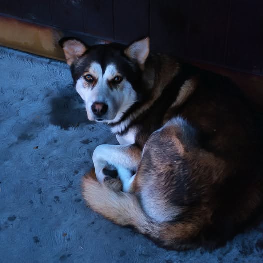 Foto del avistamiento de perro