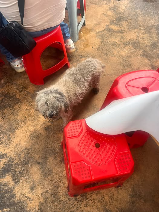 Dog sighting photo