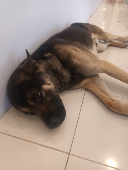Dog sighting photo