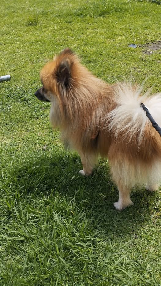 Foto del avistamiento de perro