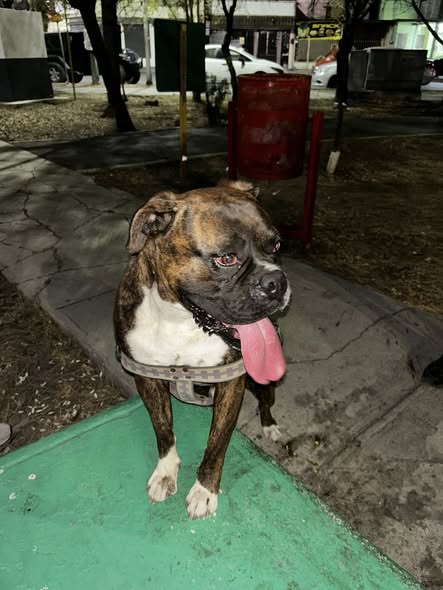 Foto del avistamiento de perro