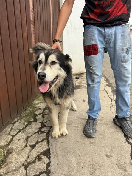 Dog sighting photo