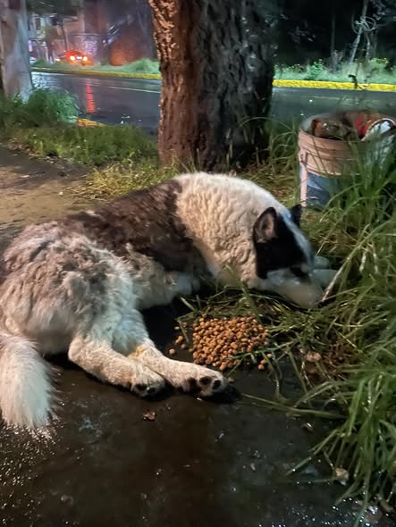 Foto del avistamiento de perro